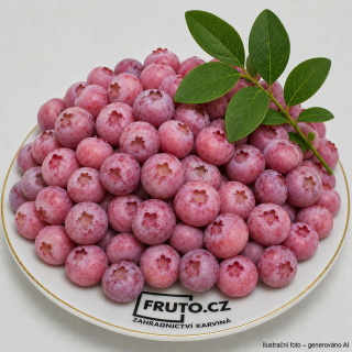 Růžová borůvka PINK LEMONADE